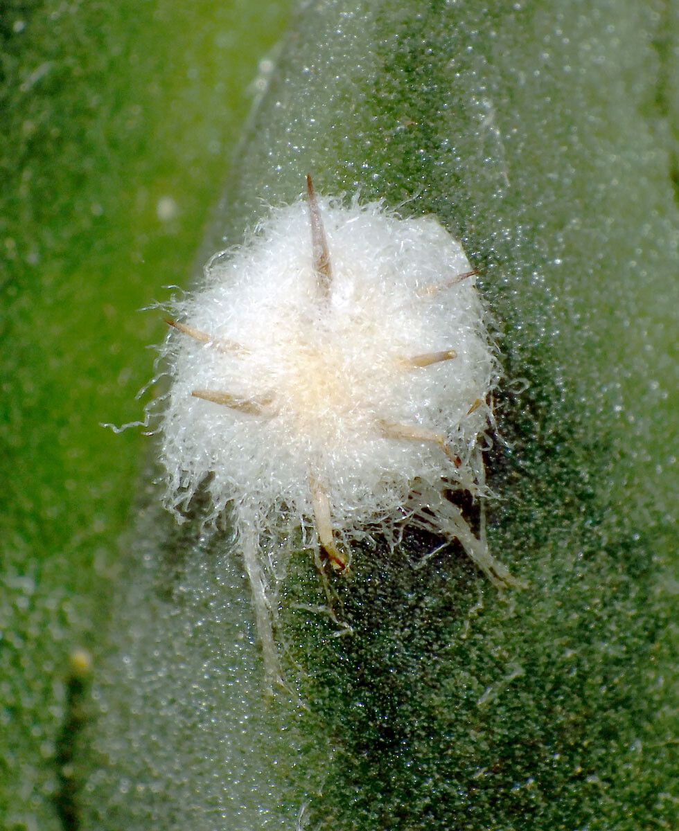 Echinopsis subdenudata