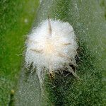 Echinopsis subdenudata