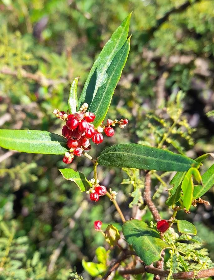Muehlenbeckia sagittifolia fruit