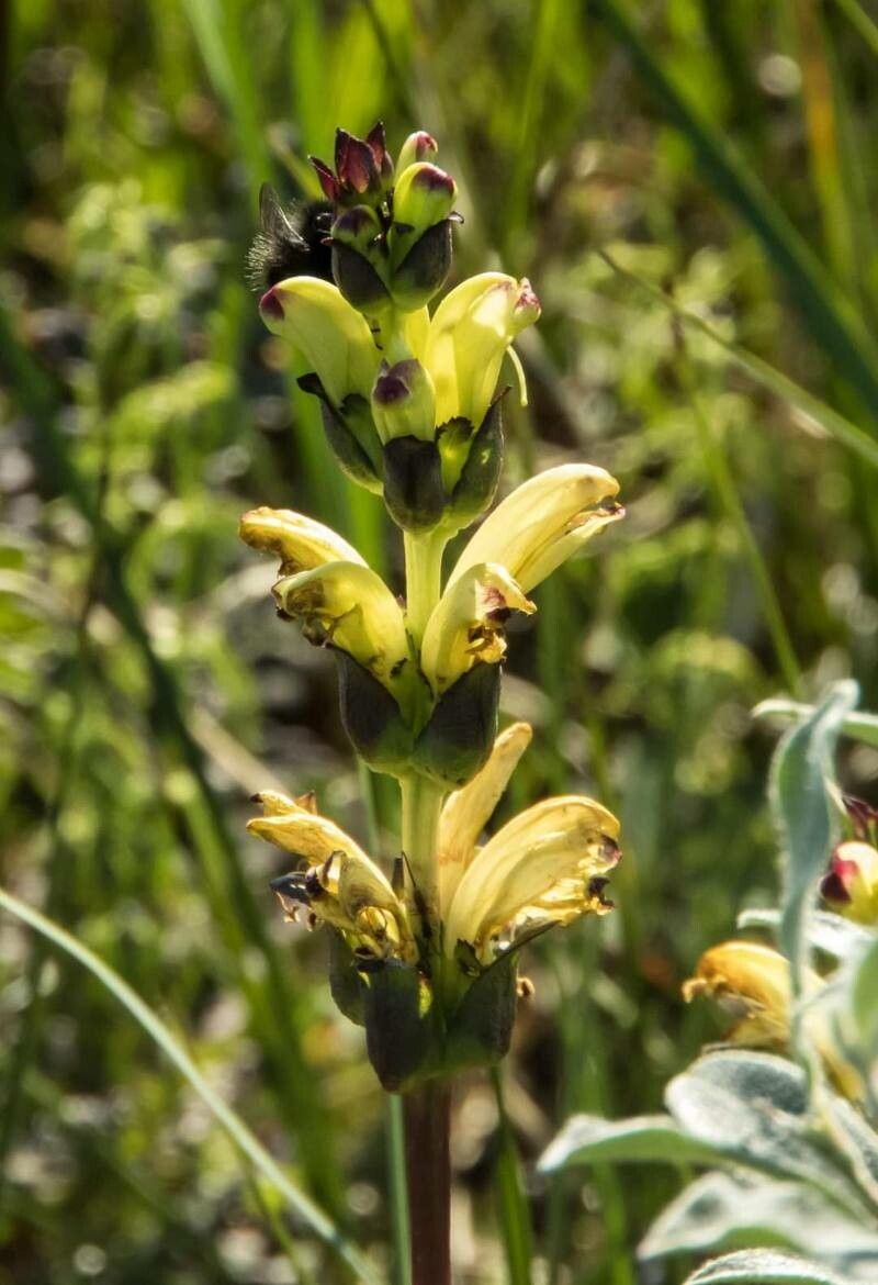 Pedicularis sceptrum-carolinum flower