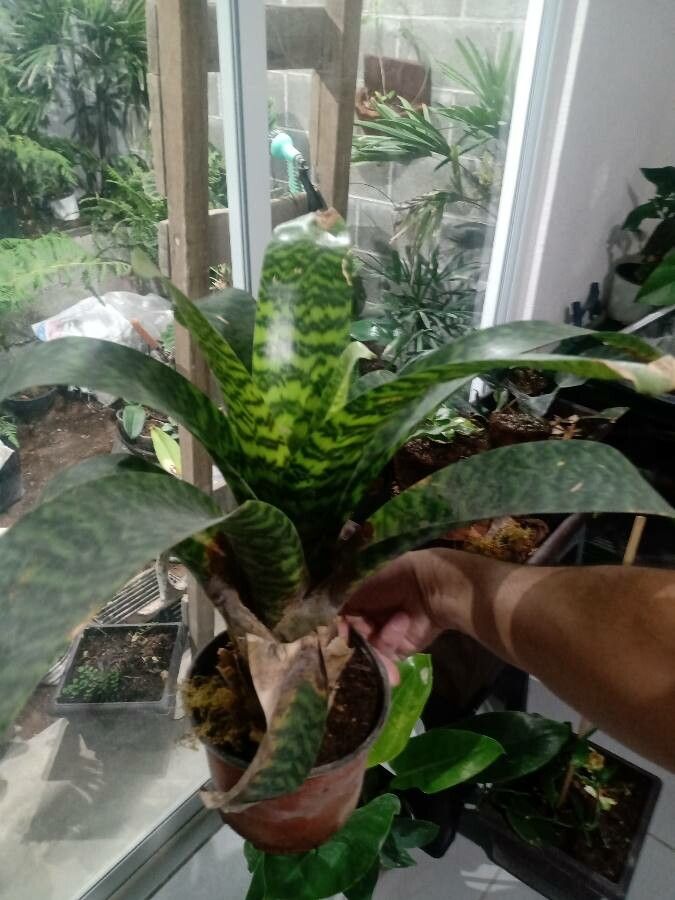 Vriesea hieroglyphica leaf