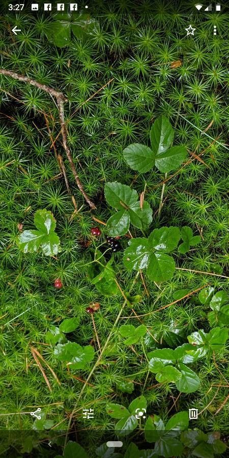 Rubus hispidus fruit
