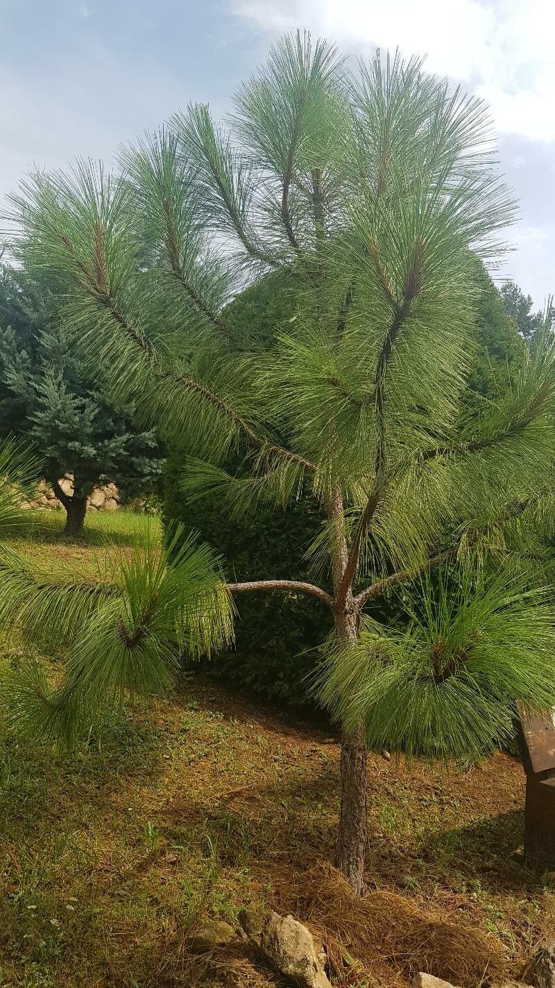 Pinus durangensis leaf