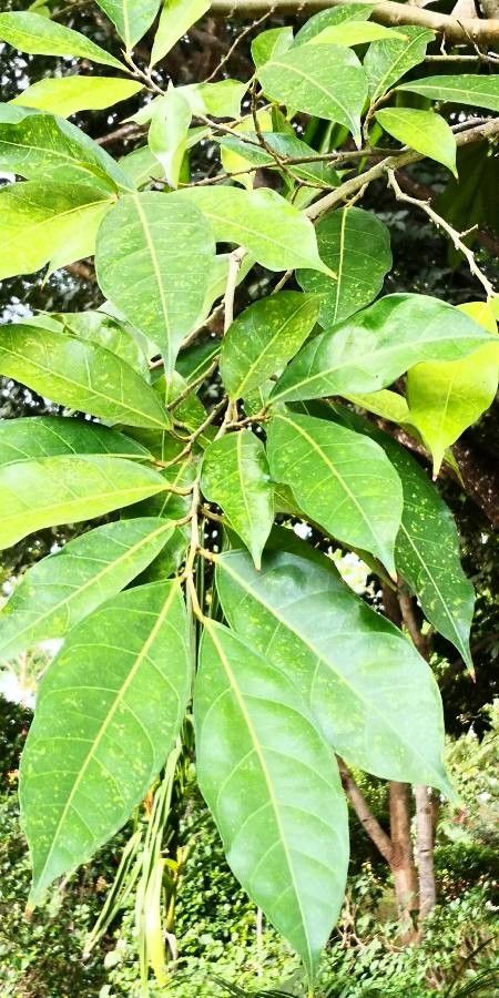 Ficus tinctoria — search result for 'Ficus'