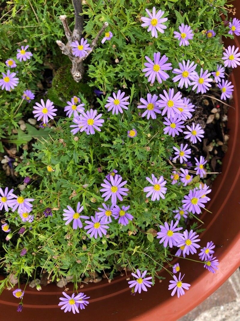 Brachyscome graminea habit