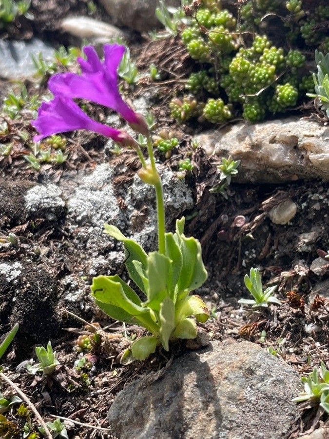 Primula pedemontana — houseplant care guide