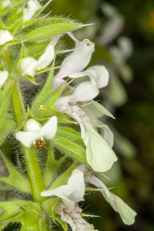 Stachys ocymastrum bark