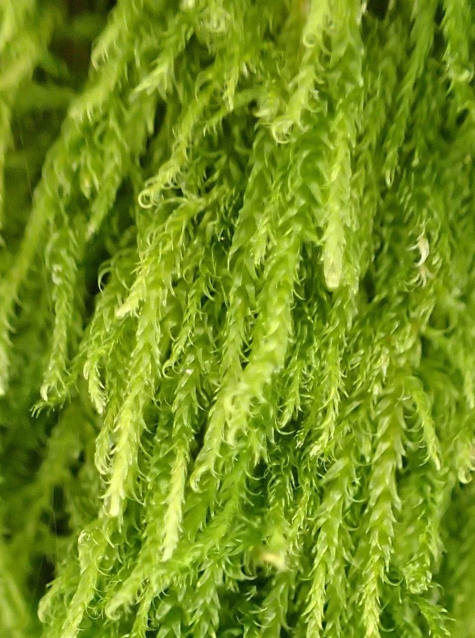 Hypnum cupressiforme habit