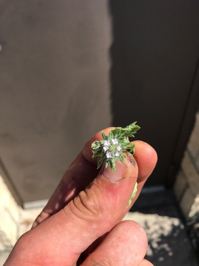 Navarretia rosulata flower