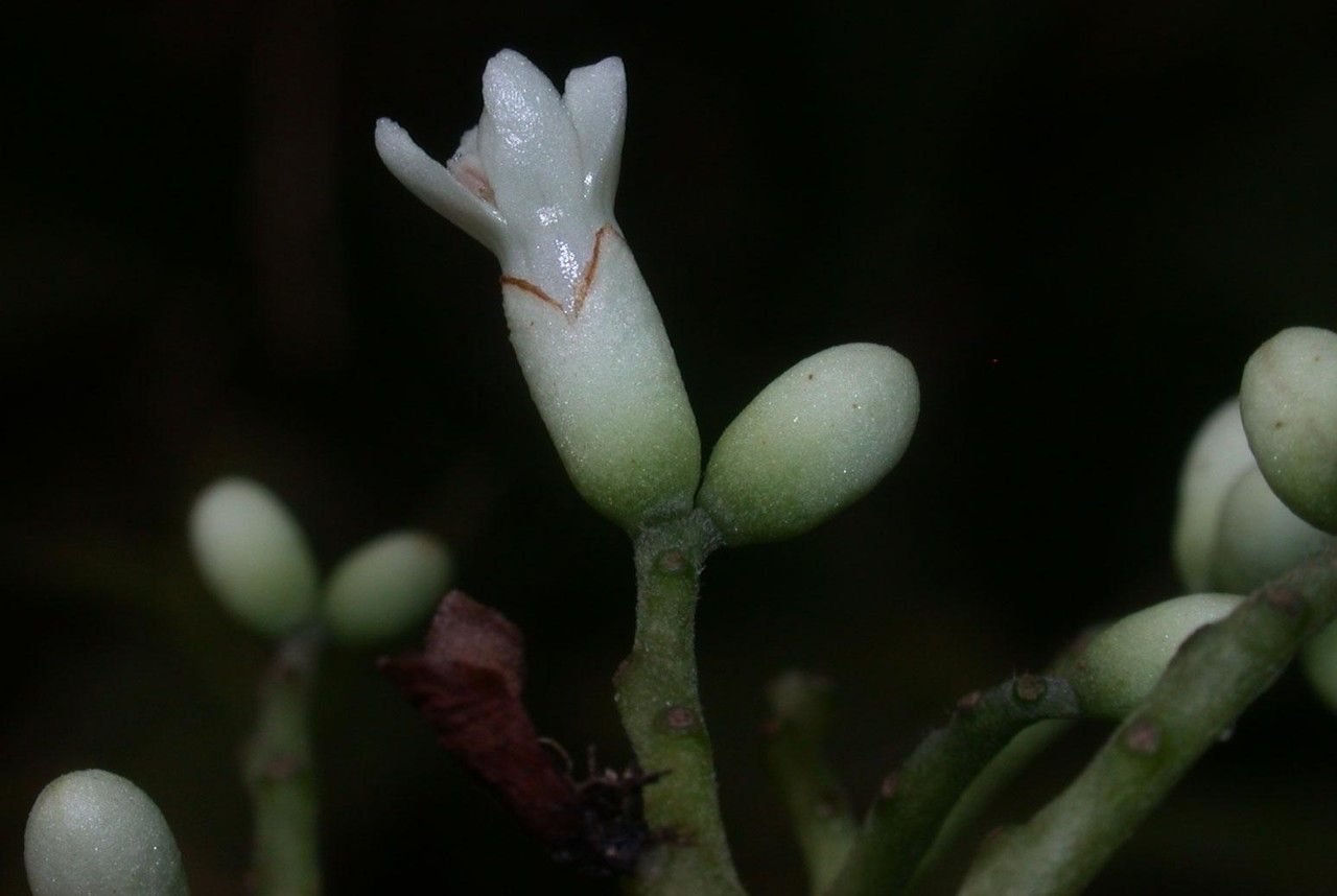 Cordia porcata flower