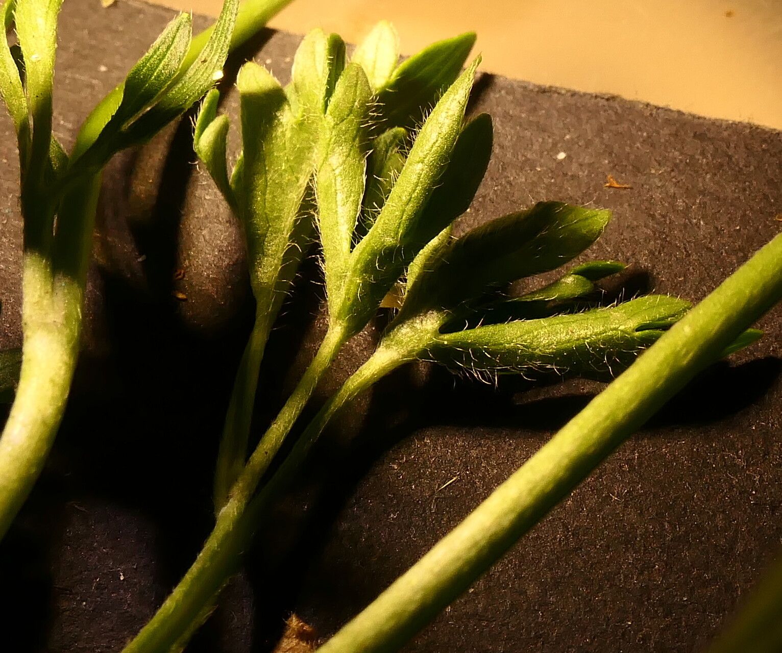 Ranunculus ruscinonensis leaf