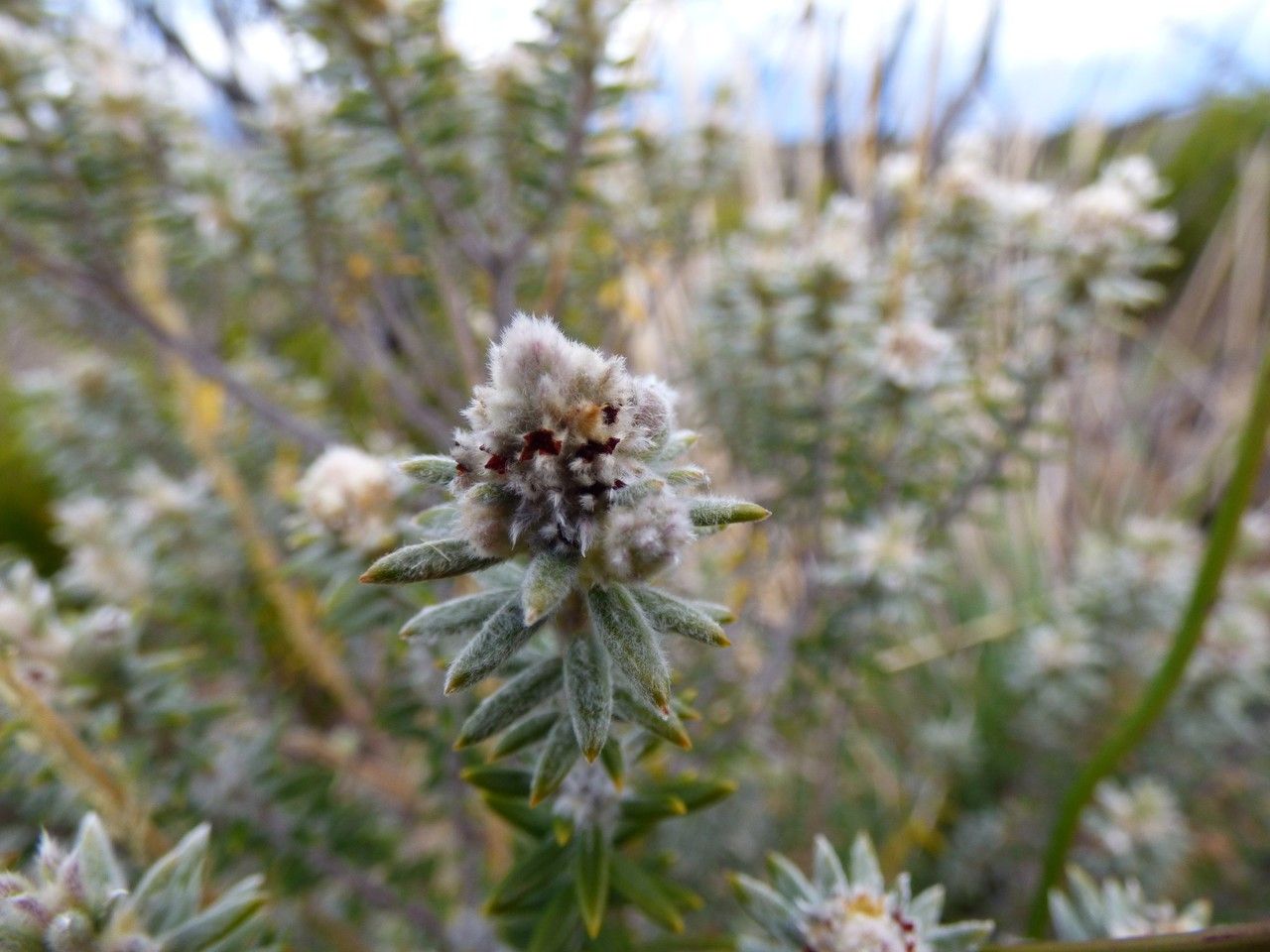 Phylica nitida fruit