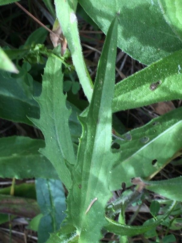 Centaurea nervosa leaf