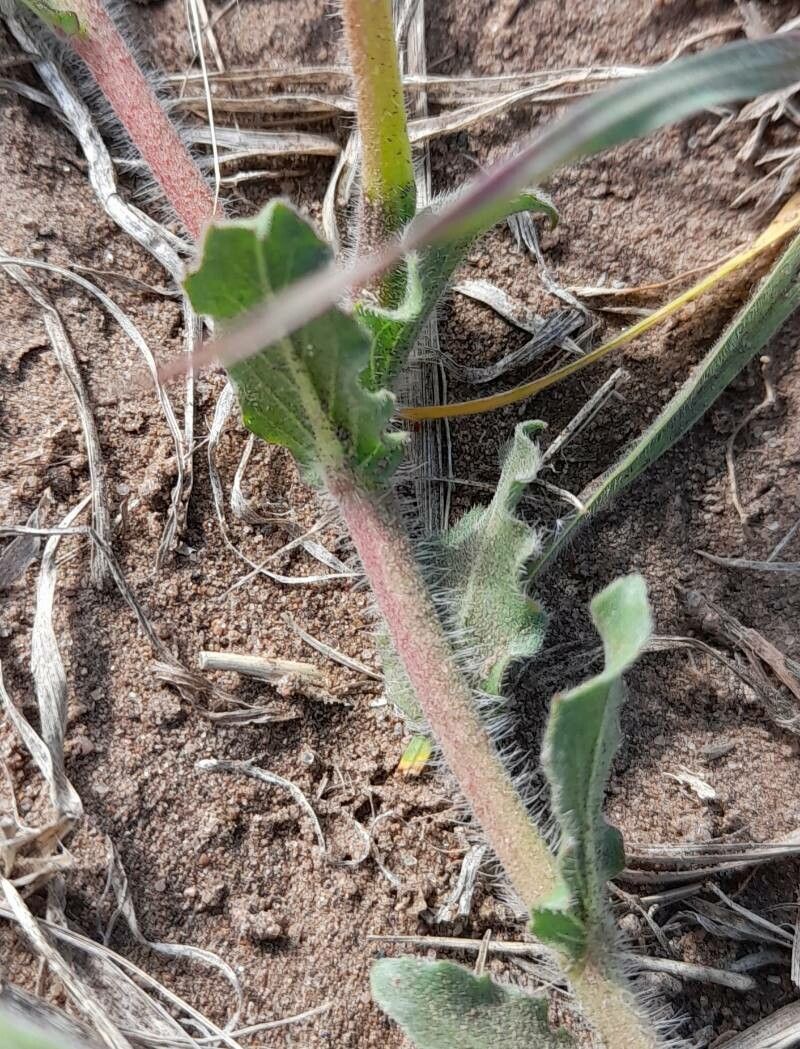 Oenothera odorata — search result for 'Oenothera'