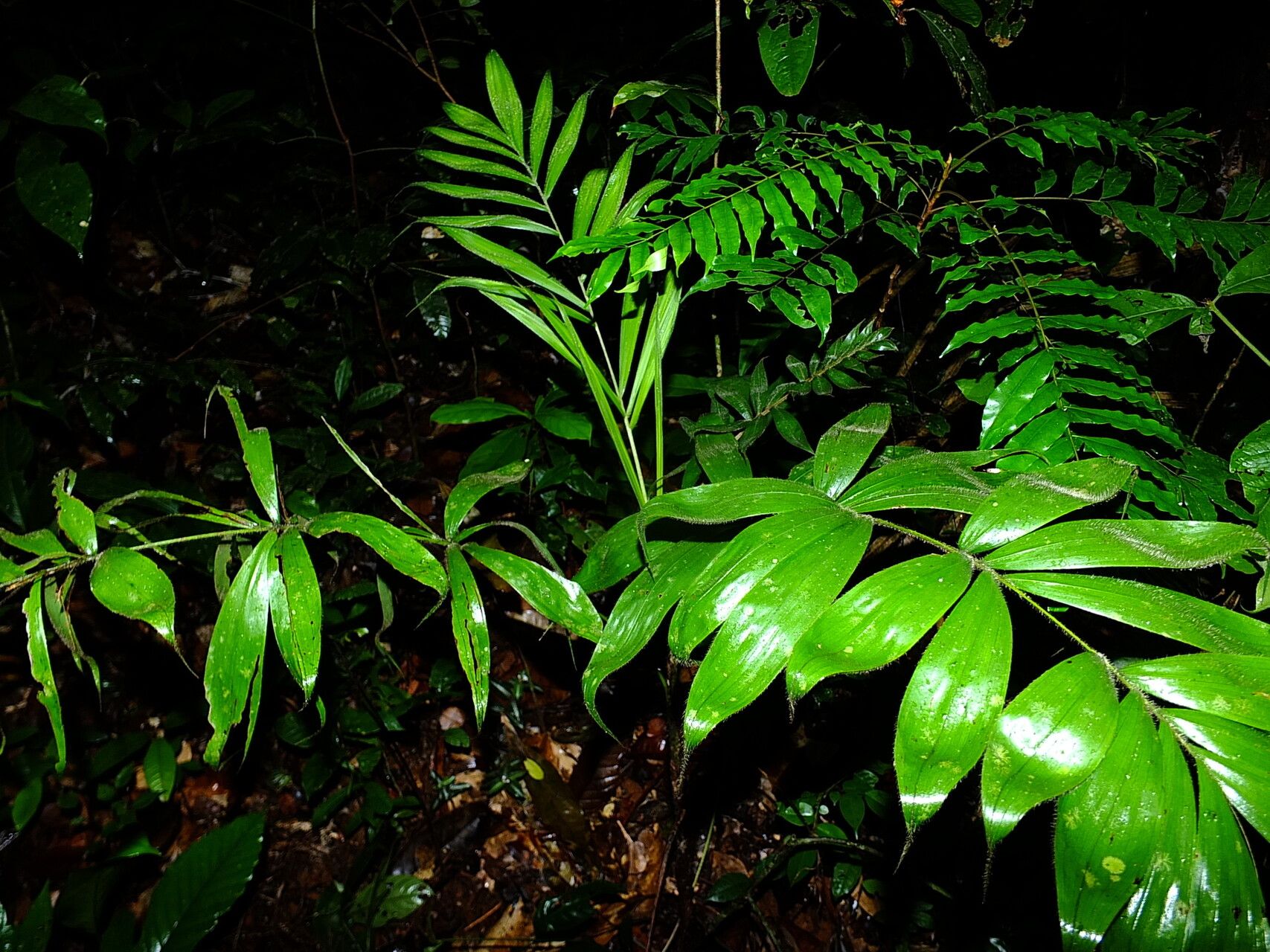Bactris cuspidata leaf