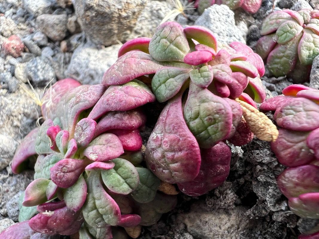 Cistanthe umbellata leaf
