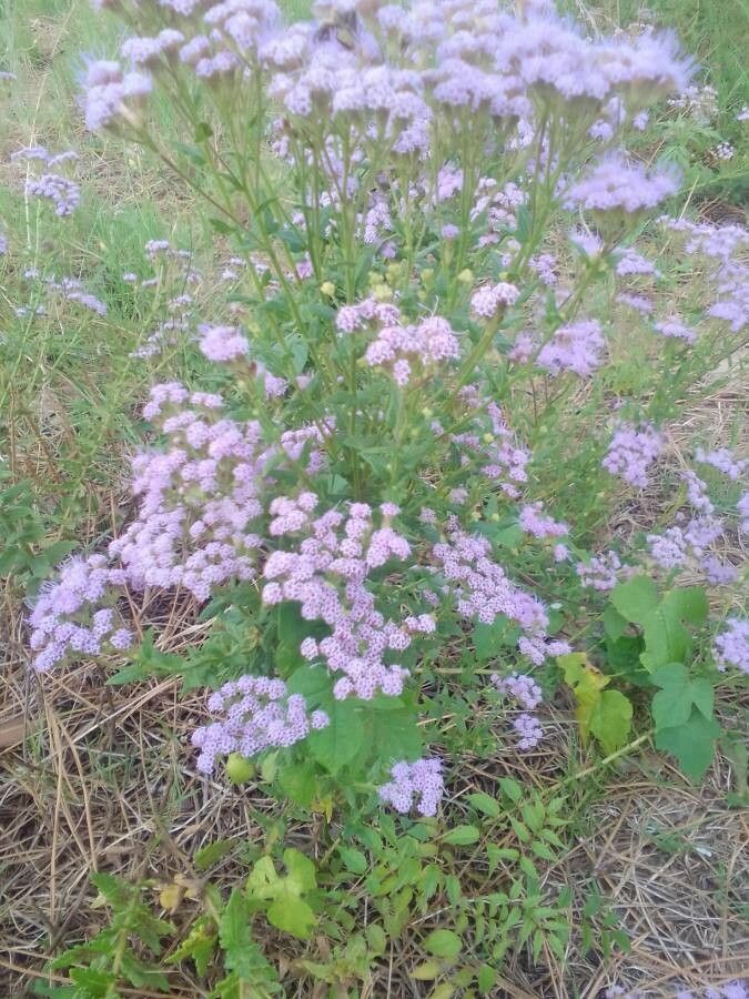 Chromolaena hirsuta leaf