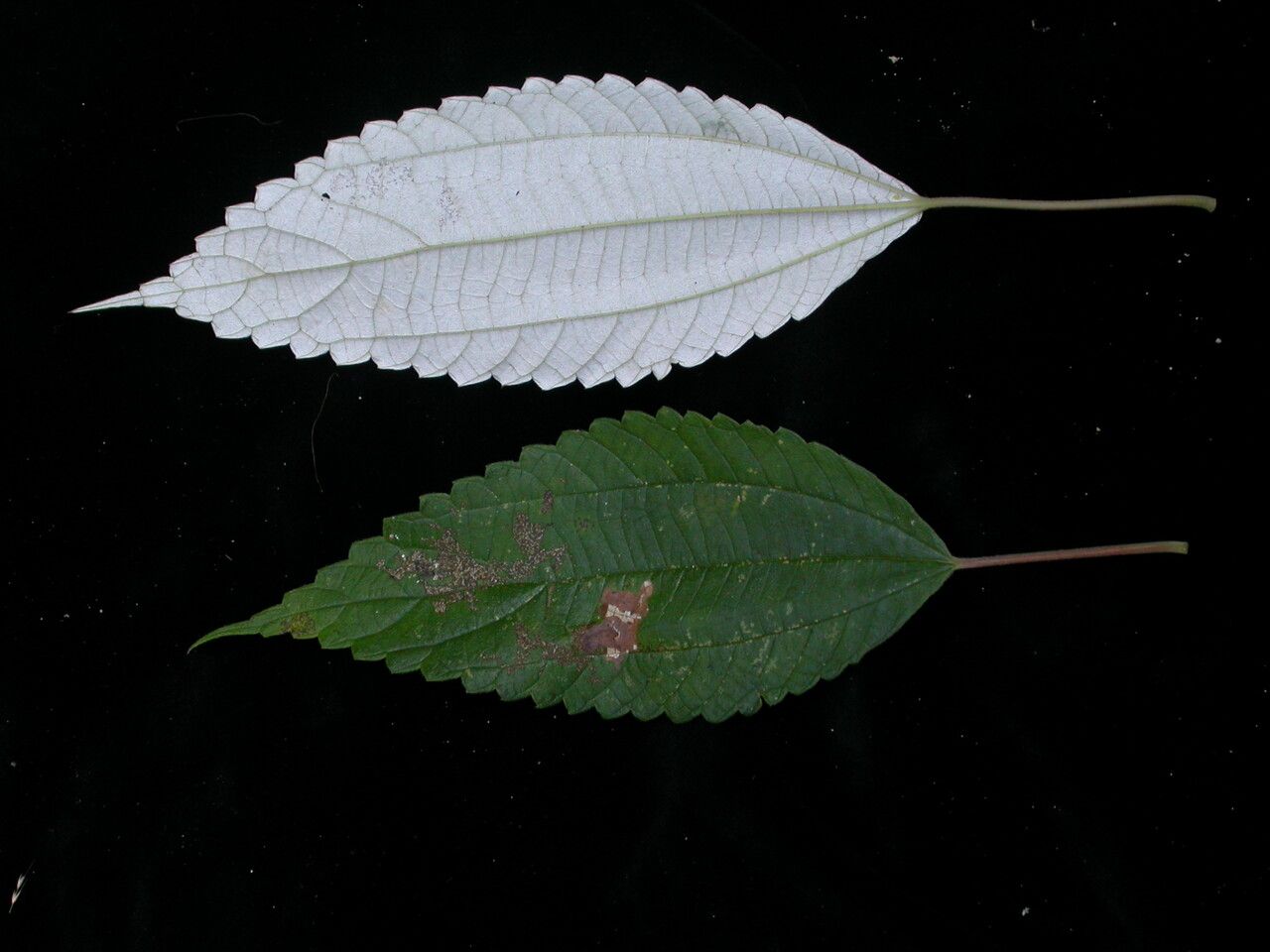 Leucosyke puya other