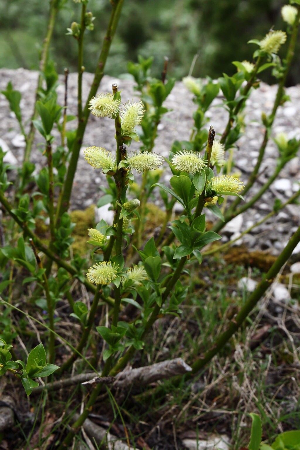 Salix waldsteiniana flower