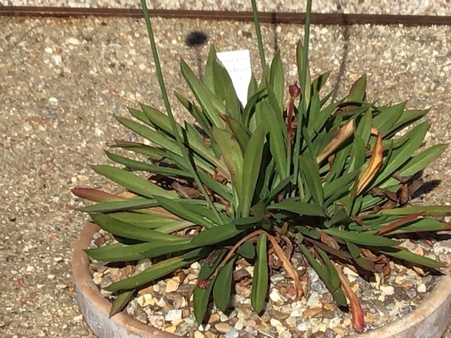 Armeria pseudoarmeria — houseplant care guide