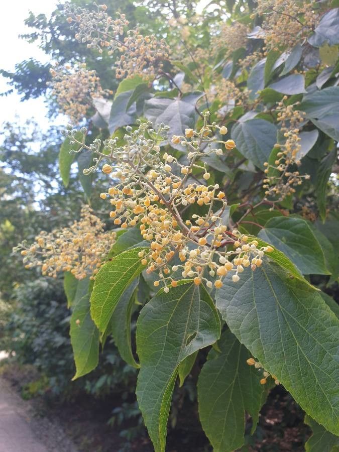 Idesia polycarpa flower