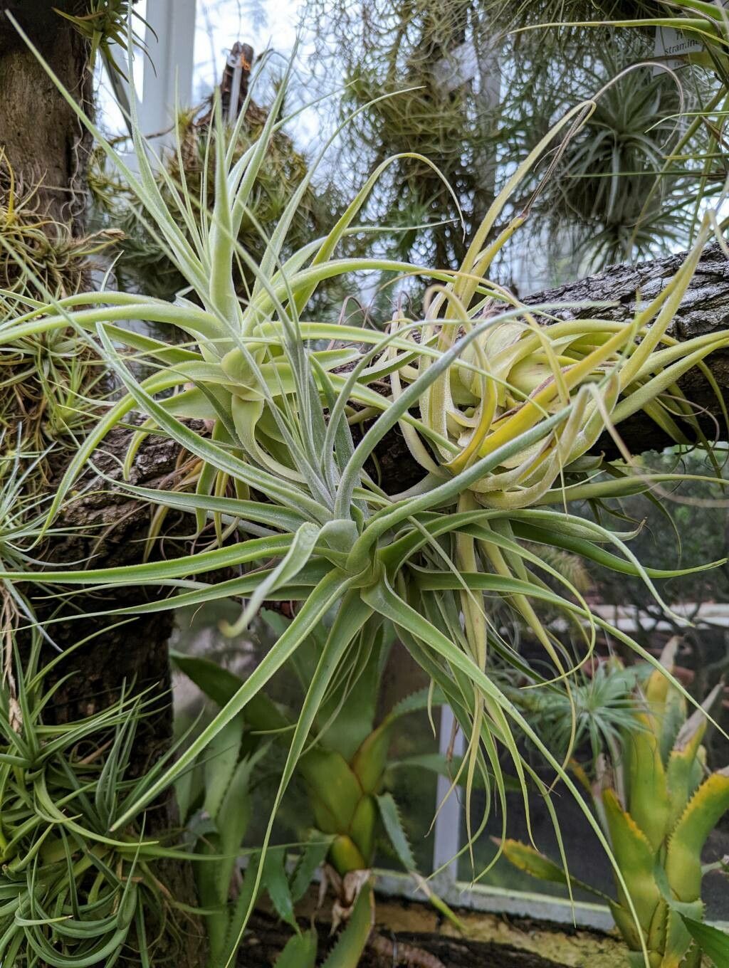 Tillandsia straminea habit