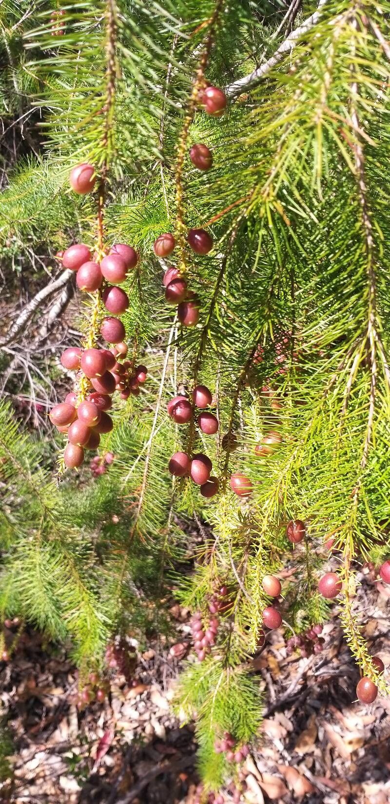 Persoonia pinifolia fruit