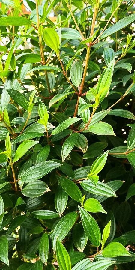 Tibouchina semidecandra — search result for 'Melastomataceae'
