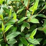 Tibouchina semidecandra