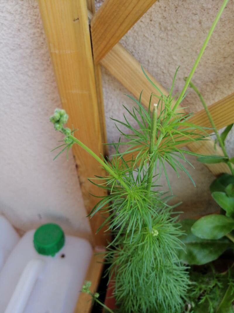 Delphinium fissum — search result for 'Delphinium'