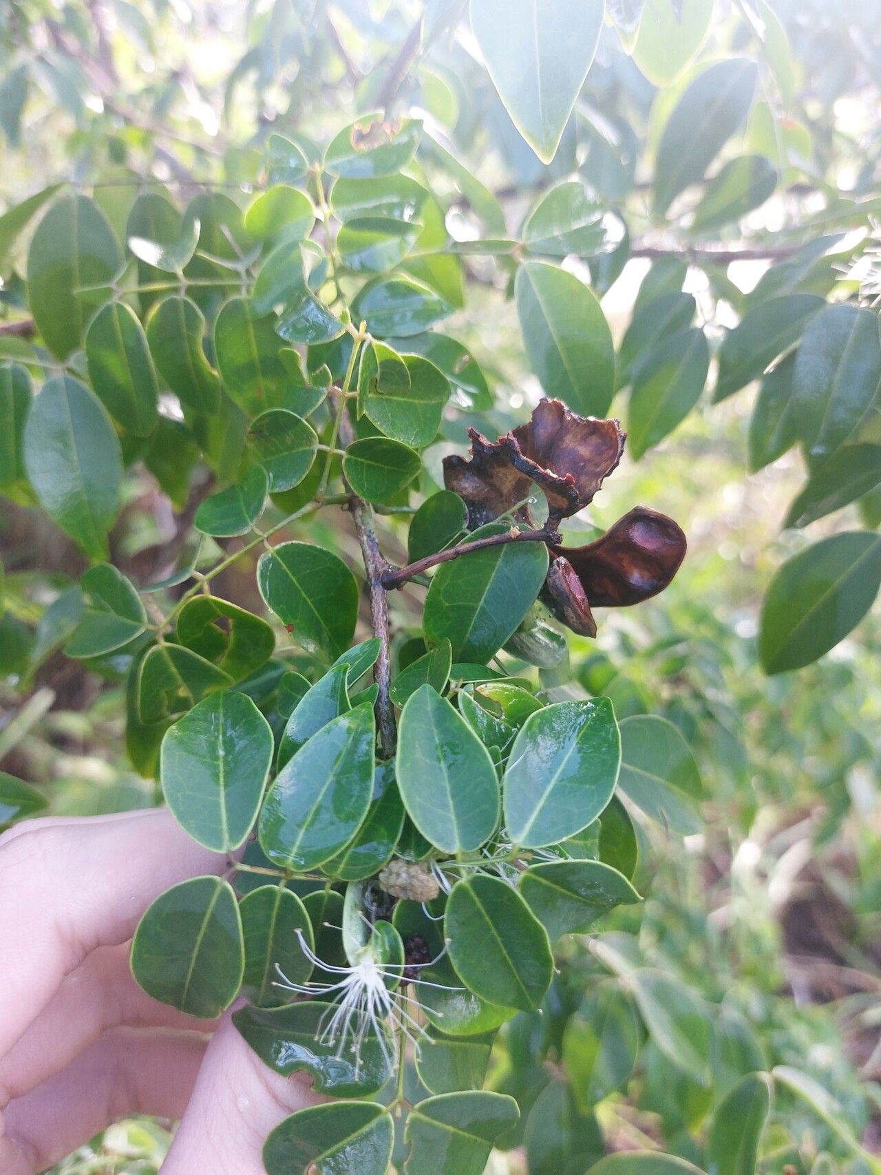 Jupunba cochleata — related species from the same genus