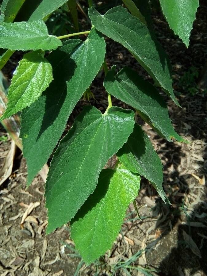 Muntingia calabura leaf