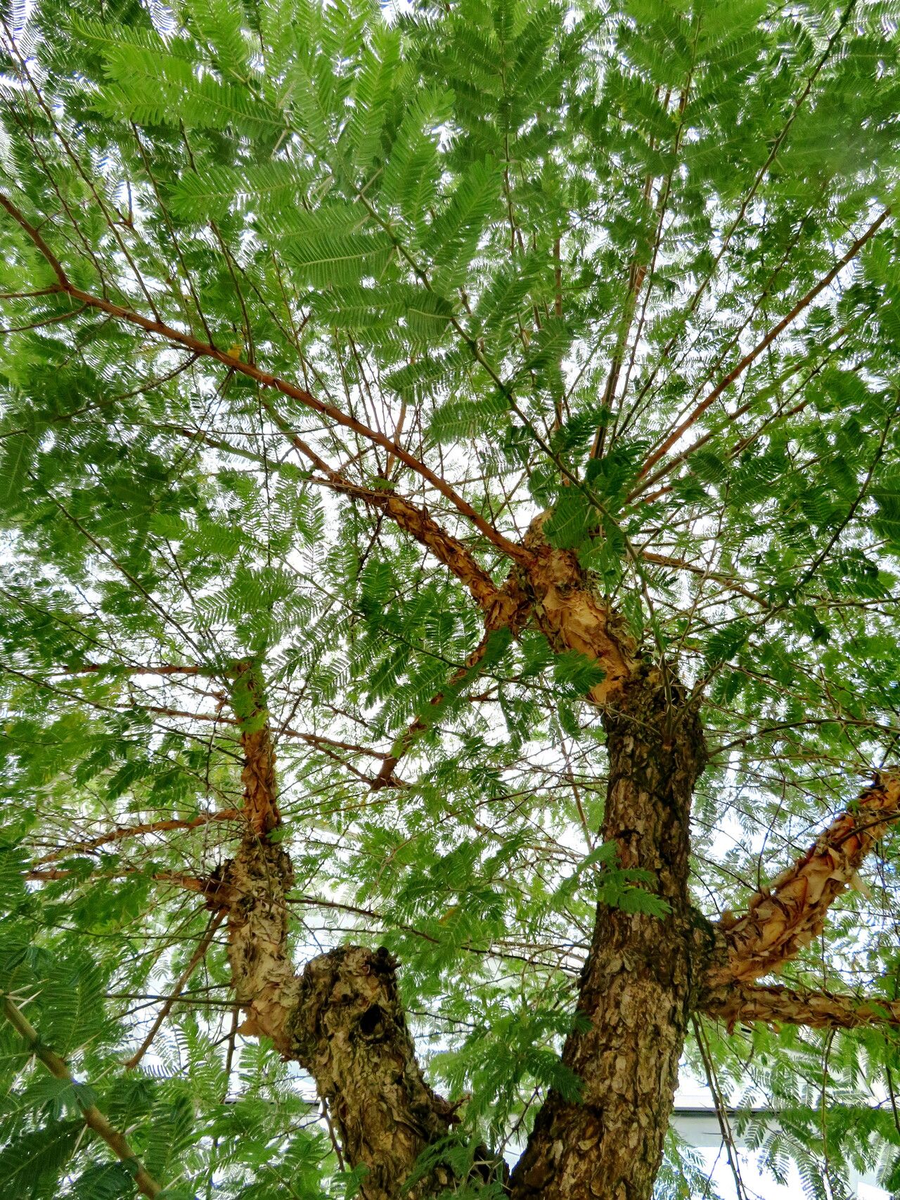 Vachellia abyssinica habit