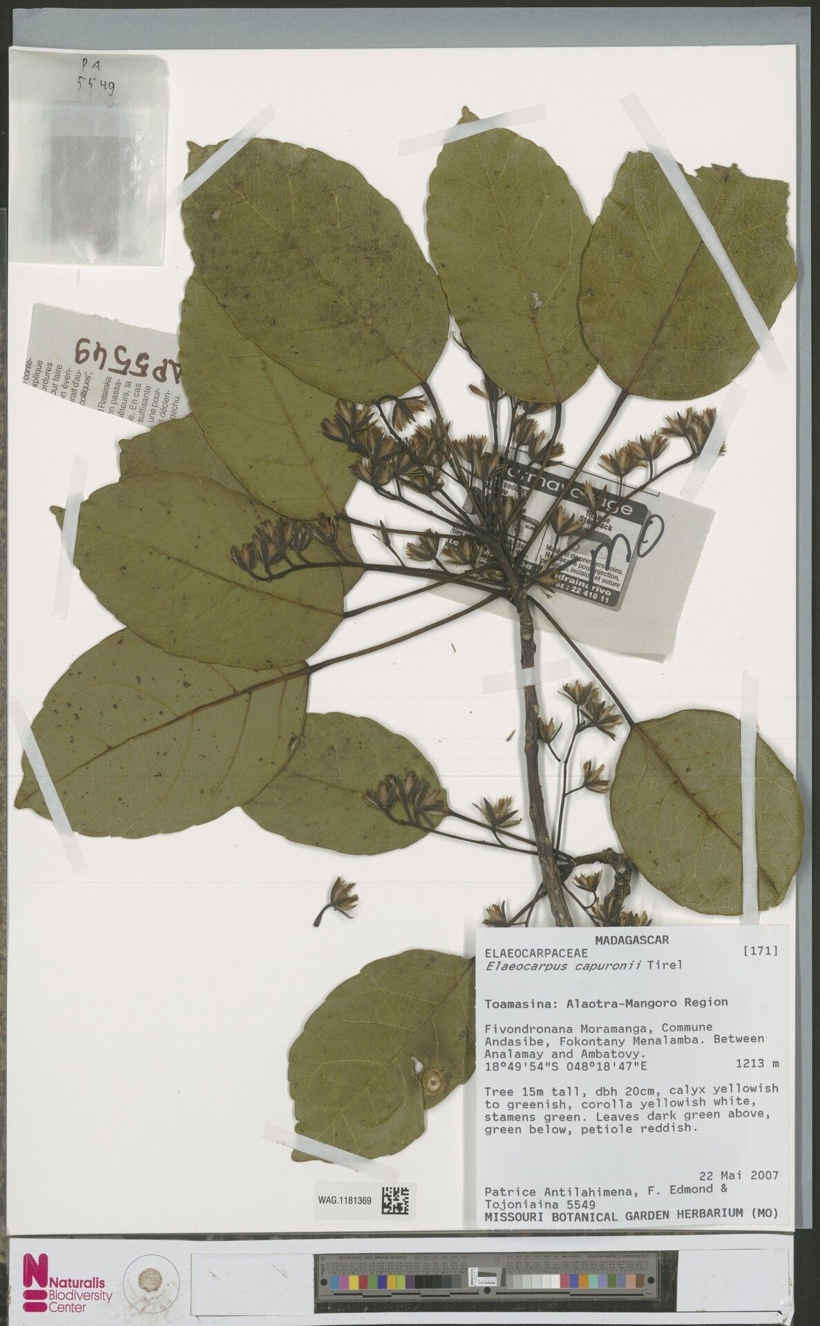 Elaeocarpus capuronii — houseplant care guide