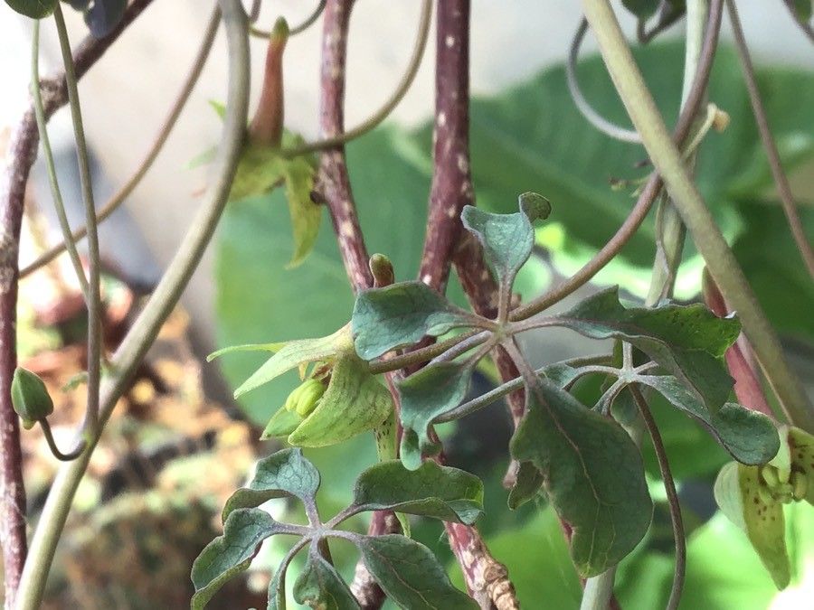 Tropaeolum pentaphyllum leaf