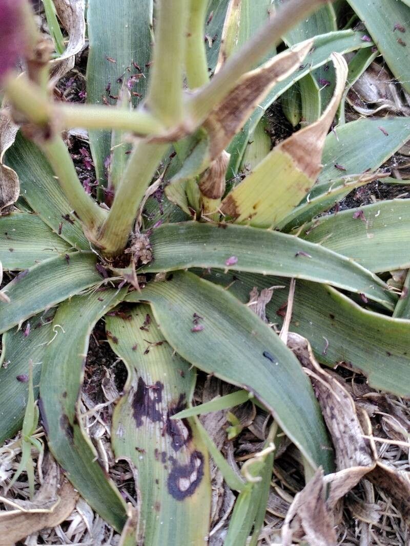 Eryngium sanguisorba — search result for 'Sanguisorba'