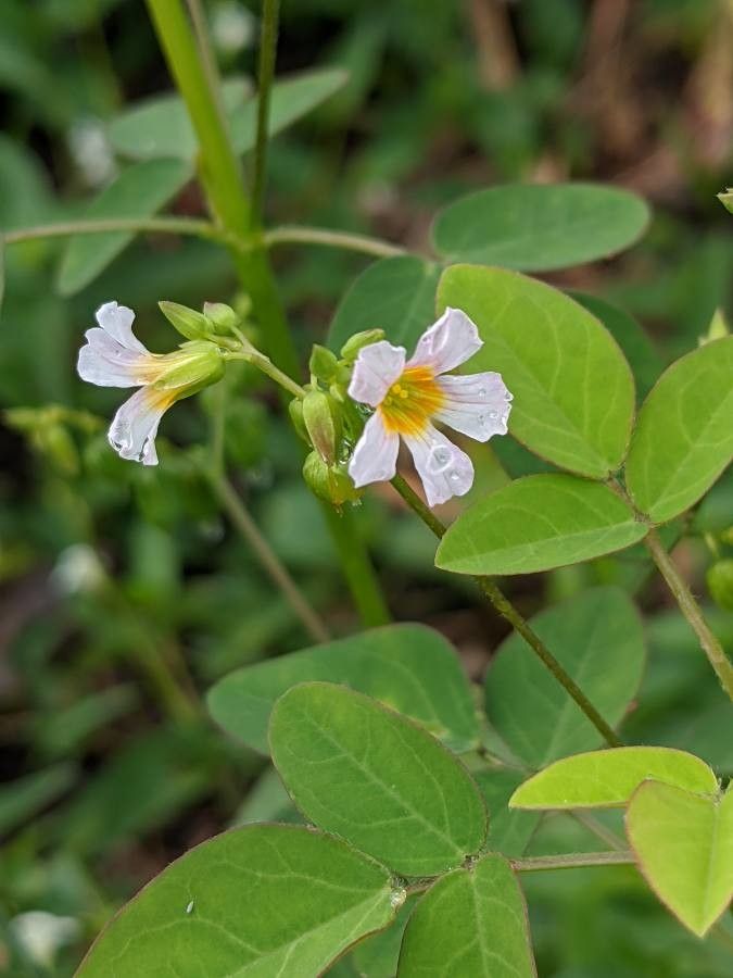 Oxalis barrelieri flower
