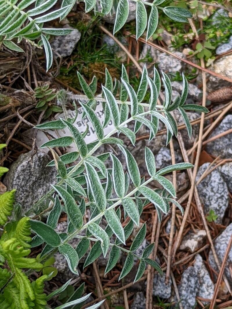 Oxytropis todomoshiriensis — houseplant care guide