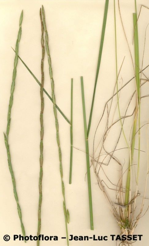 Elytrigia obtusiflora habit