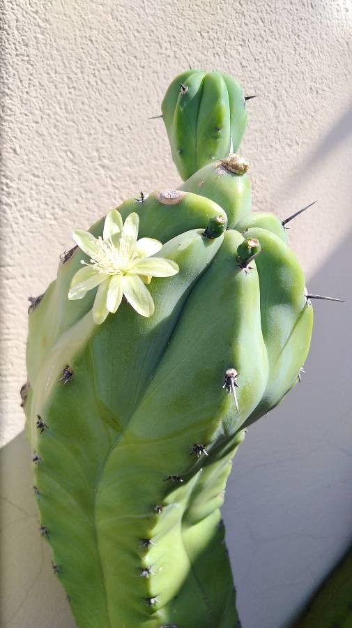 Myrtillocactus cochal — unique fruits houseplant