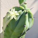 Myrtillocactus cochal