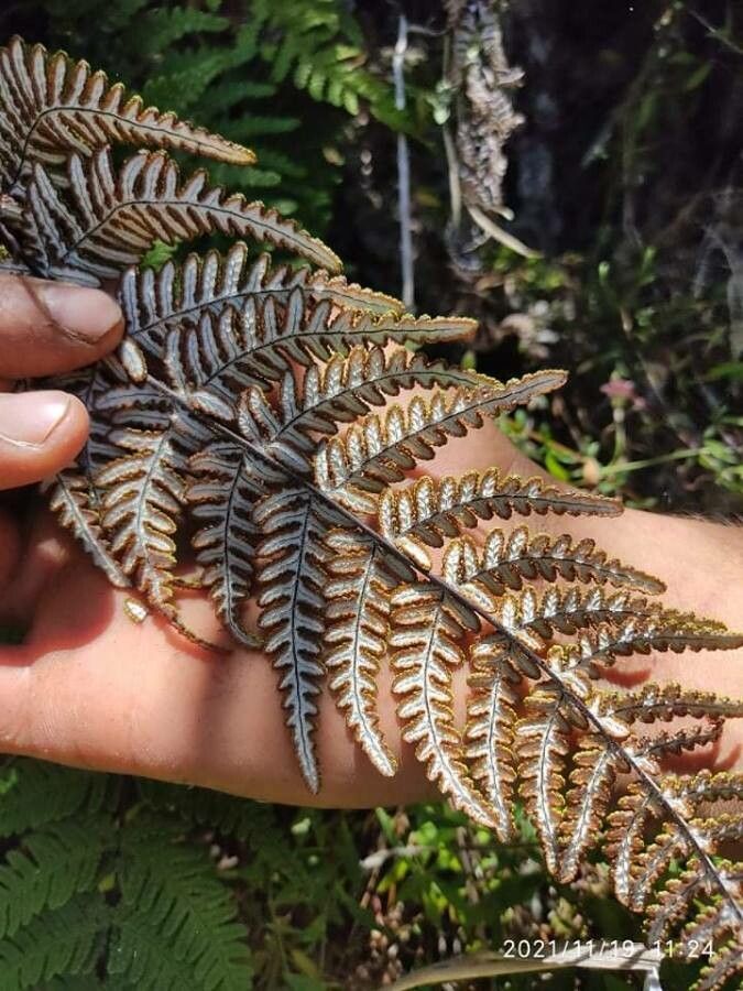 Cheilanthes farinosa fruit