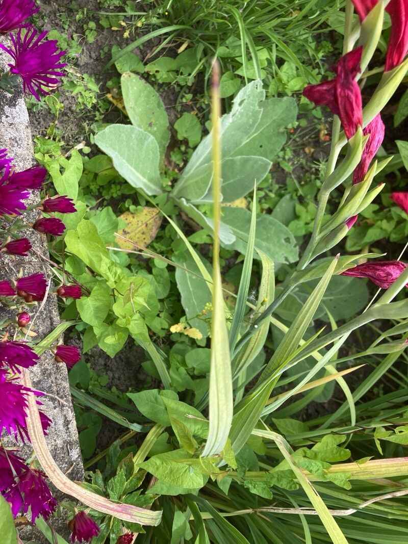 Gladiolus × byzantinus leaf