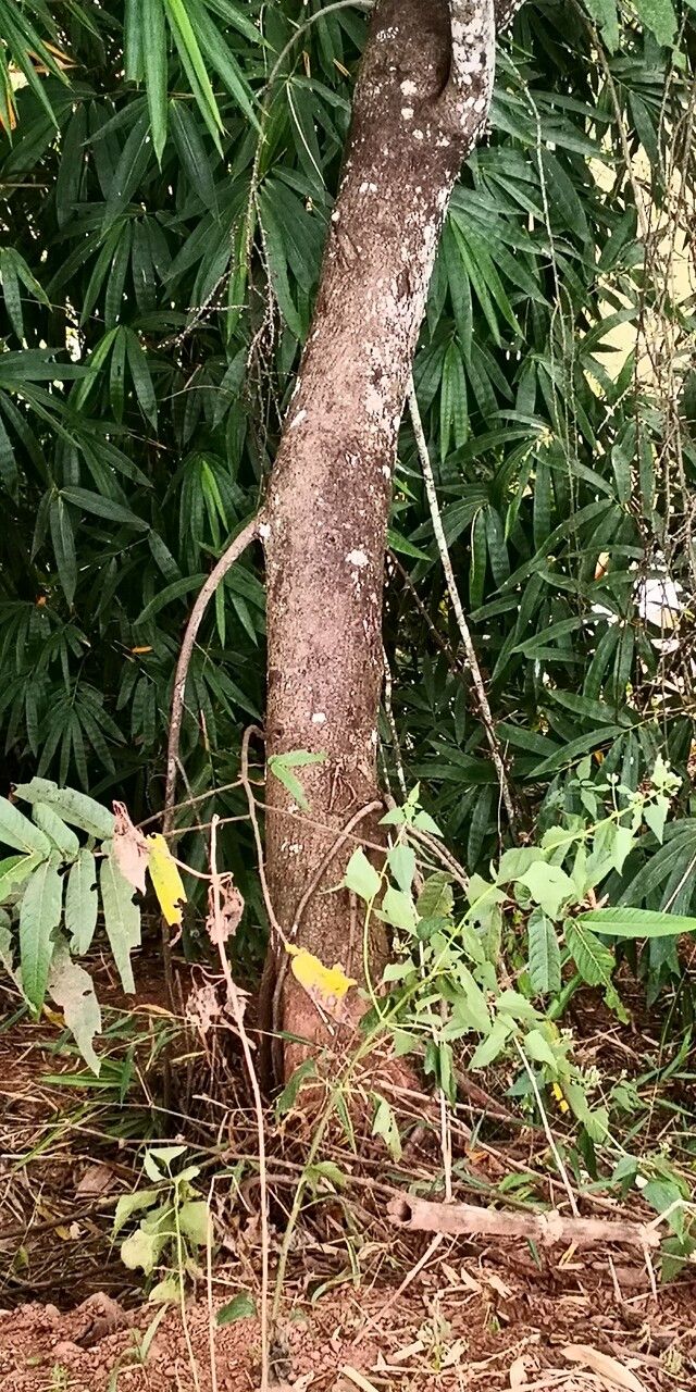 Ficus semicordata habit