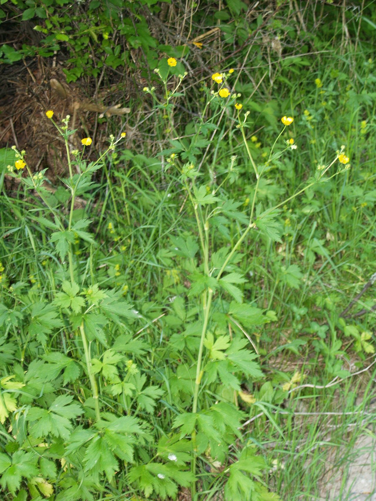 Ranunculus serbicus habit