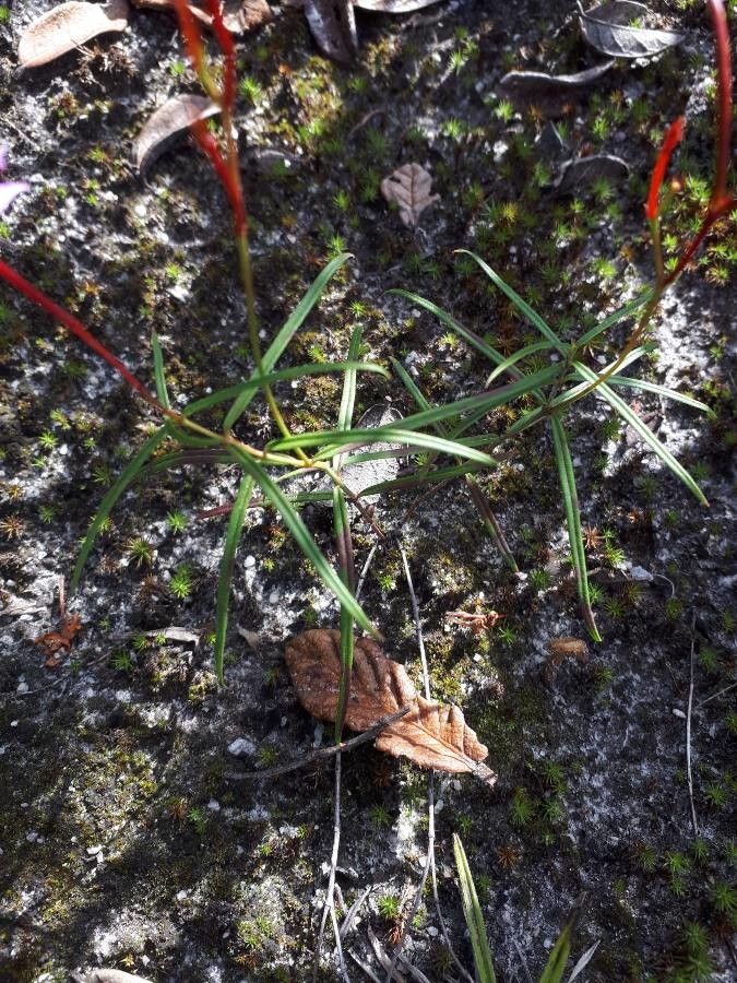 Mandevilla tenuifolia — houseplant care guide