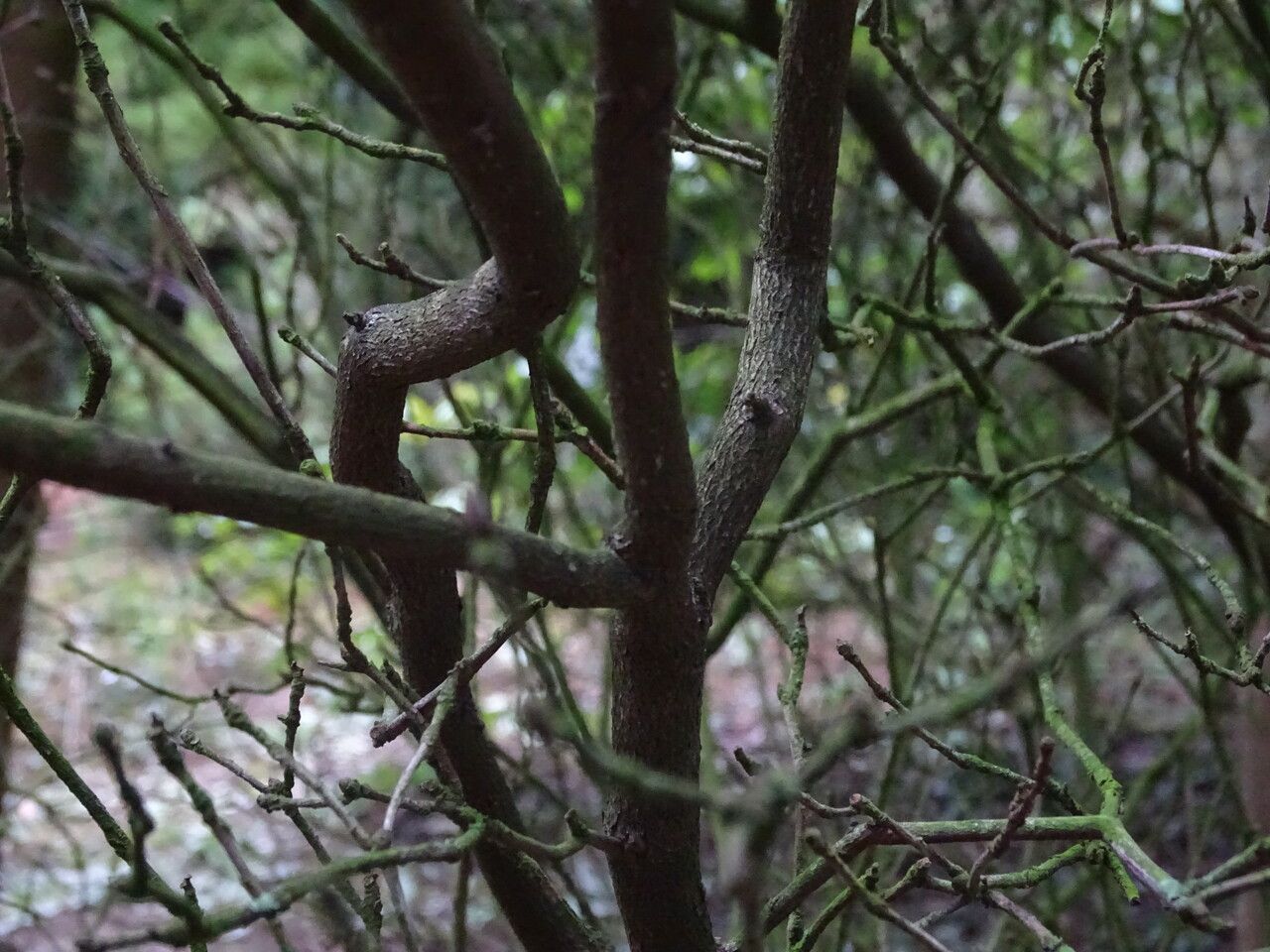 Rhododendron triflorum bark