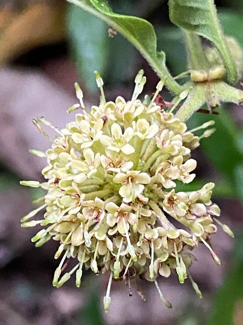 Uncaria guianensis flower
