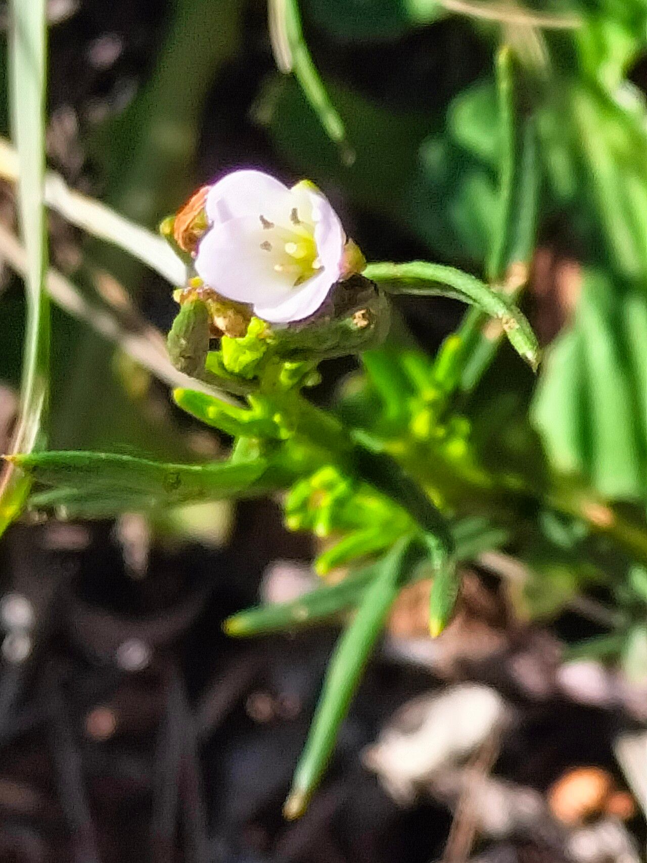 Heliophila scoparia flower