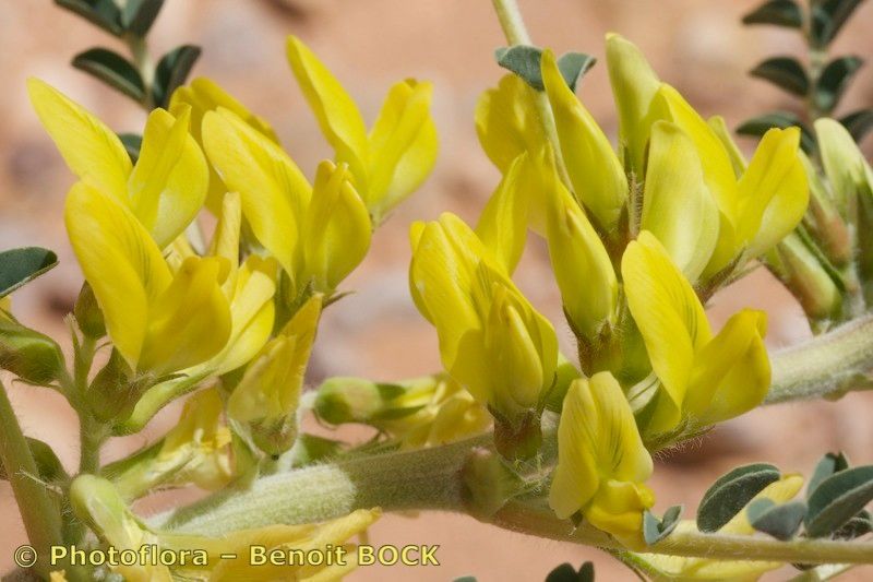 Astragalus akkensis flower